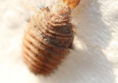 地牯牛多少钱一斤 地牯牛多少钱一斤2018