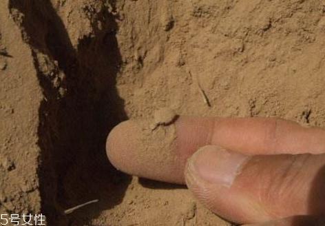 地牯牛多少钱一斤 地牯牛多少钱一斤2018