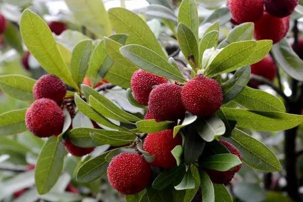 杨梅有虫子正常吗 杨梅有虫子吃了没事吧