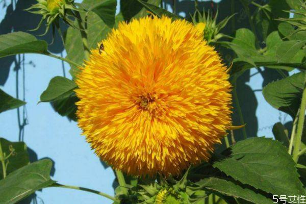 什么是向阳花呢 向阳花有什么作用呢