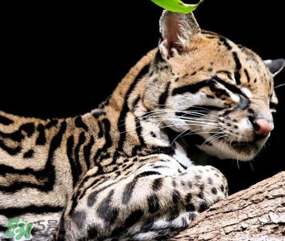 豹猫可以养吗？豹猫和一般的猫有什么区别