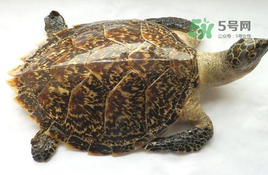玳瑁价格多少钱一只？玳瑁标本多少钱一只