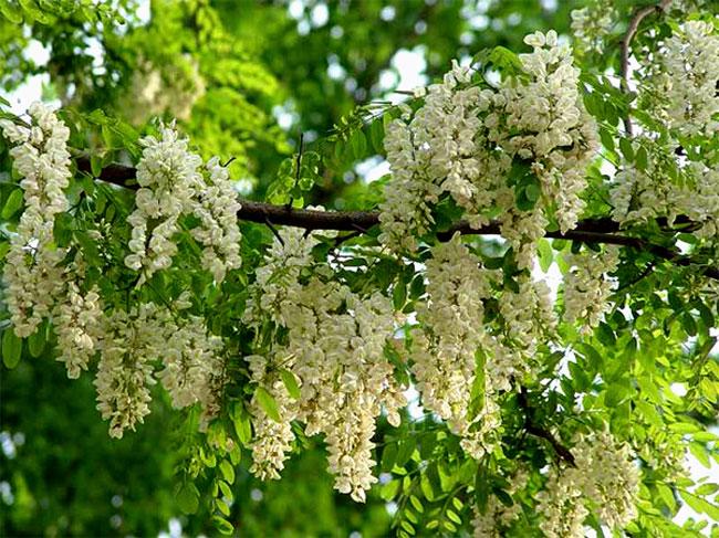 槐花怎么做好吃？槐花的做法有哪些？
