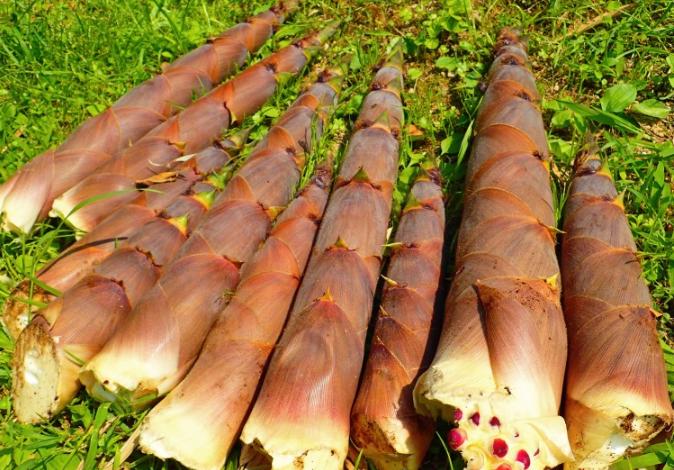 新鲜竹笋的处理方法和做法推荐