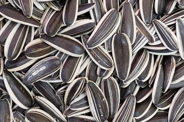 葵瓜子的营养成分 葵瓜子的种类