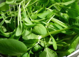 鸡毛菜是什么菜？鸡毛菜是小白菜吗