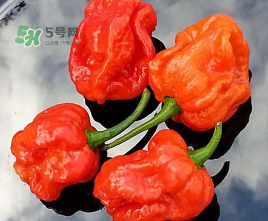 卡罗莱纳死神辣椒中国有吗？死神辣椒哪里有卖