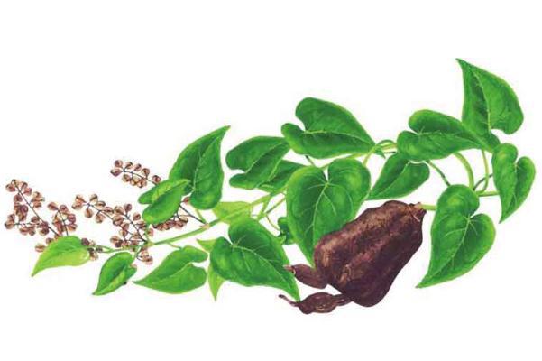 何首乌的功效与作用 何首乌的正确吃法