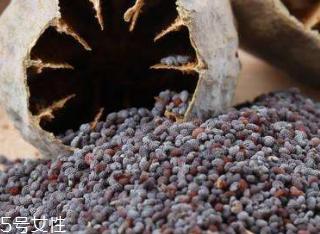 罂粟籽和大麻籽属于什么