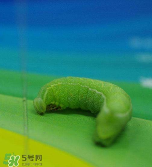 豆虫多少钱一斤市场价格2022 豆虫可以做什么菜