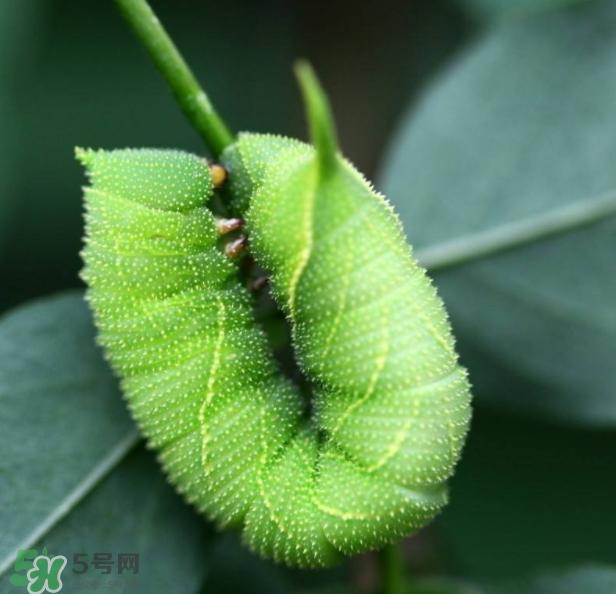 豆虫多少钱一斤市场价格2022 豆虫可以做什么菜