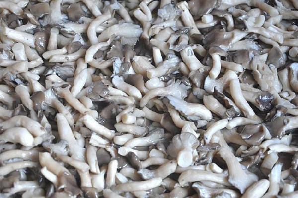 姬菇有没有毒 姬菇怎么做好吃