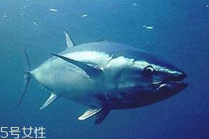金枪鱼多少钱一斤2018 金枪鱼最新价格行情