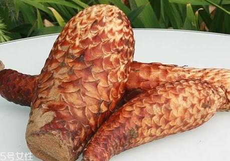 肉苁蓉可以泡酒吗 泡酒方法