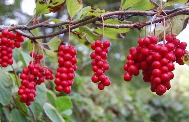 五味子蜂蜜泡水喝的功效与作用 五味子蜂蜜水的作用与功效