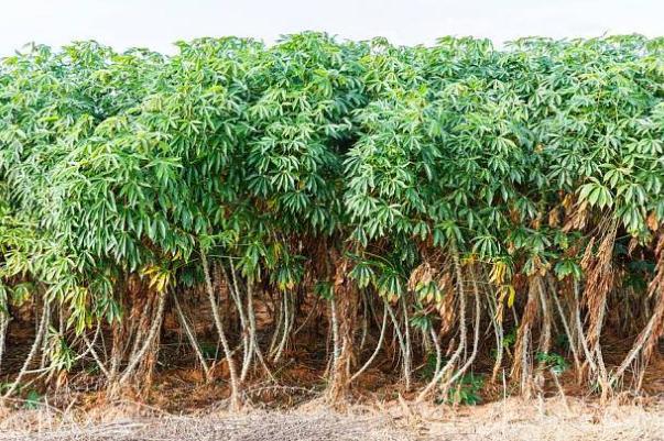 木薯不能和什么一起吃 木薯怎么煮才没有毒