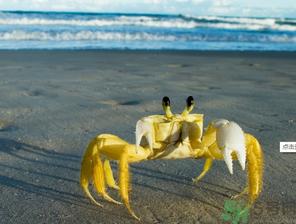 螃蟹可以带上飞机吗？螃蟹可以托运吗？