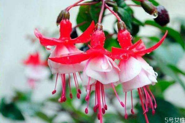 什么是倒挂金钟呢 倒挂金钟有什么作用呢