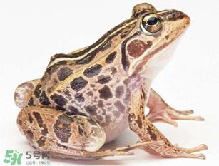 田鸡是青蛙吗？田鸡是不是青蛙