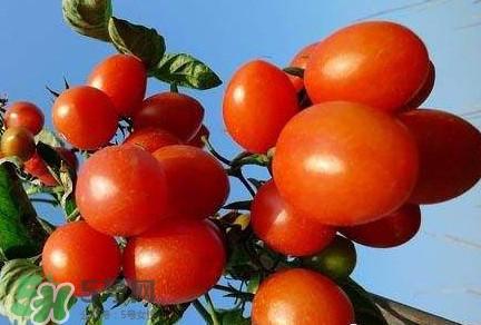 怎样种植小番茄？小番茄怎么种