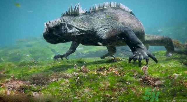 现实版哥斯拉在哪里现身？什么是哥斯拉？