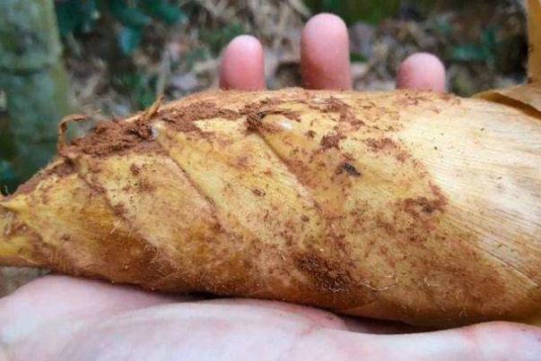 冬笋的功效和作用 冬笋每斤40元价格贵过肉