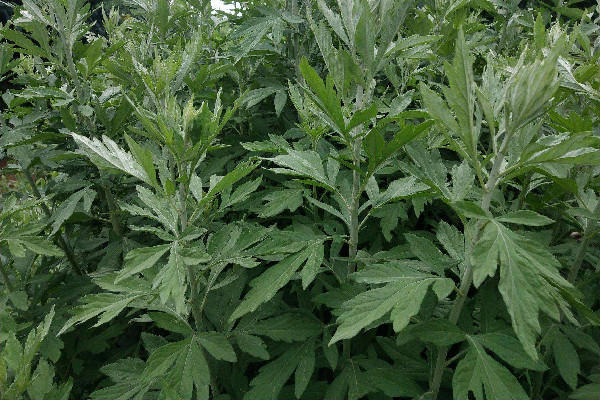 艾叶是什么样子的 艾叶是叶子好还是杆子好