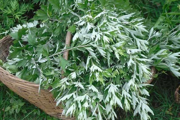 艾叶是什么样子的 艾叶是叶子好还是杆子好