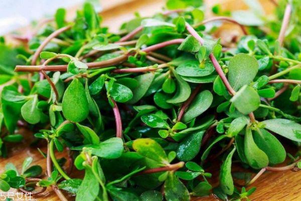 什么是马齿笕呢 马齿笕有什么用呢