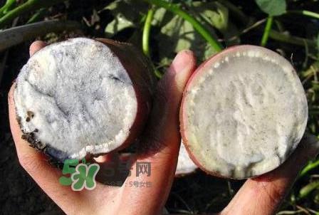 杂交水稻是不是转基因？转基因食品有哪些？