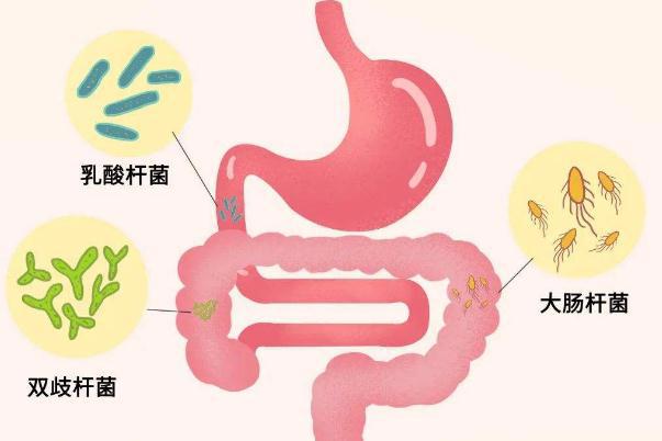 幽门螺杆菌的正常值范围是多少 幽门螺杆菌传染吗传播途径是什么