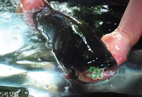 花鲢鱼多少钱一斤市场价2022 花鲢鱼是什么鱼