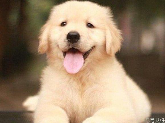 狗的寿命一般多长 狗一年相当于几岁