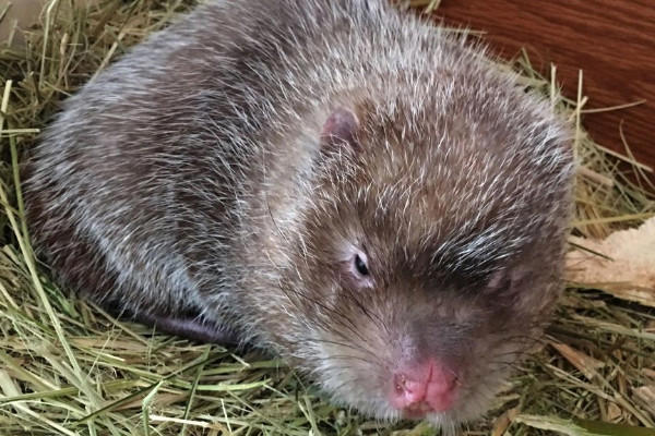 竹鼠多少钱一斤2018？竹鼠的营养价值高