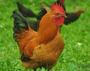 土鸡多少钱一斤?土鸡多少钱一只?