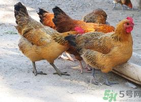 土鸡多少钱一斤?土鸡多少钱一只?