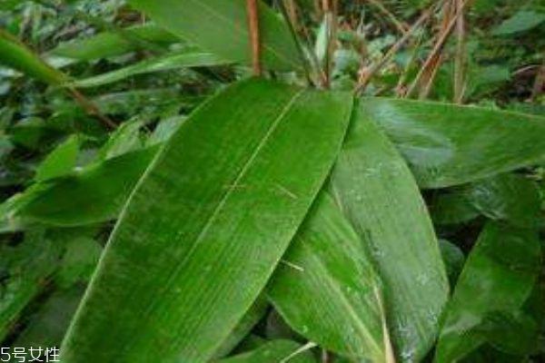 粽叶是什么植物的叶子 粽叶有什么作用呢