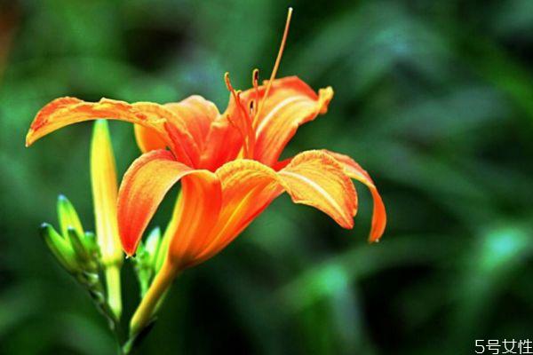 忘忧草的花语是什么呢 忘忧草的种植要注意什么呢