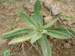 青青菜是什么野菜?青青菜的功效与作用