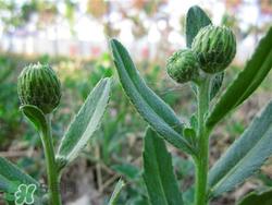 青青菜是什么野菜?青青菜的功效与作用