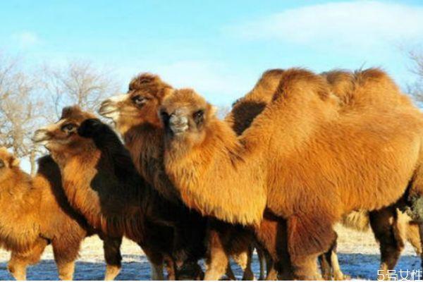 骆驼毛衣服有什么优点呢 骆驼毛应该怎么清洗呢