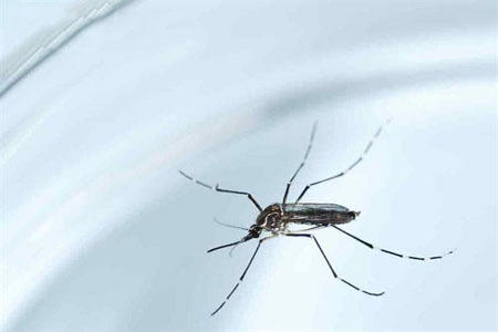 兹卡病毒是什么?最新病毒要预防