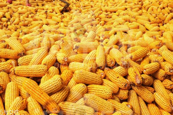 玉米怎么煮好吃 这样煮出来最美味