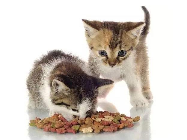 各个阶段如何养猫 猫咪科学喂养时间表
