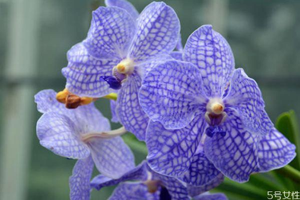 万代兰是一种什么植物呢 万代兰有什么作用呢