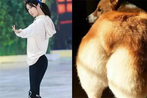 柯基臀跟蝴蝶臀有什么区别 区别是这些