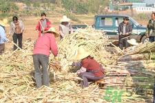 老人一天吃多少甘蔗最好？老人一天吃多少甘蔗合适？