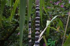 老人一天吃多少甘蔗最好？老人一天吃多少甘蔗合适？