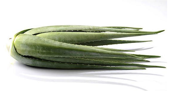 芦荟有哪些美容功效 芦荟的美容功效与作用