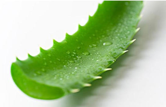 芦荟有哪些美容功效 芦荟的美容功效与作用